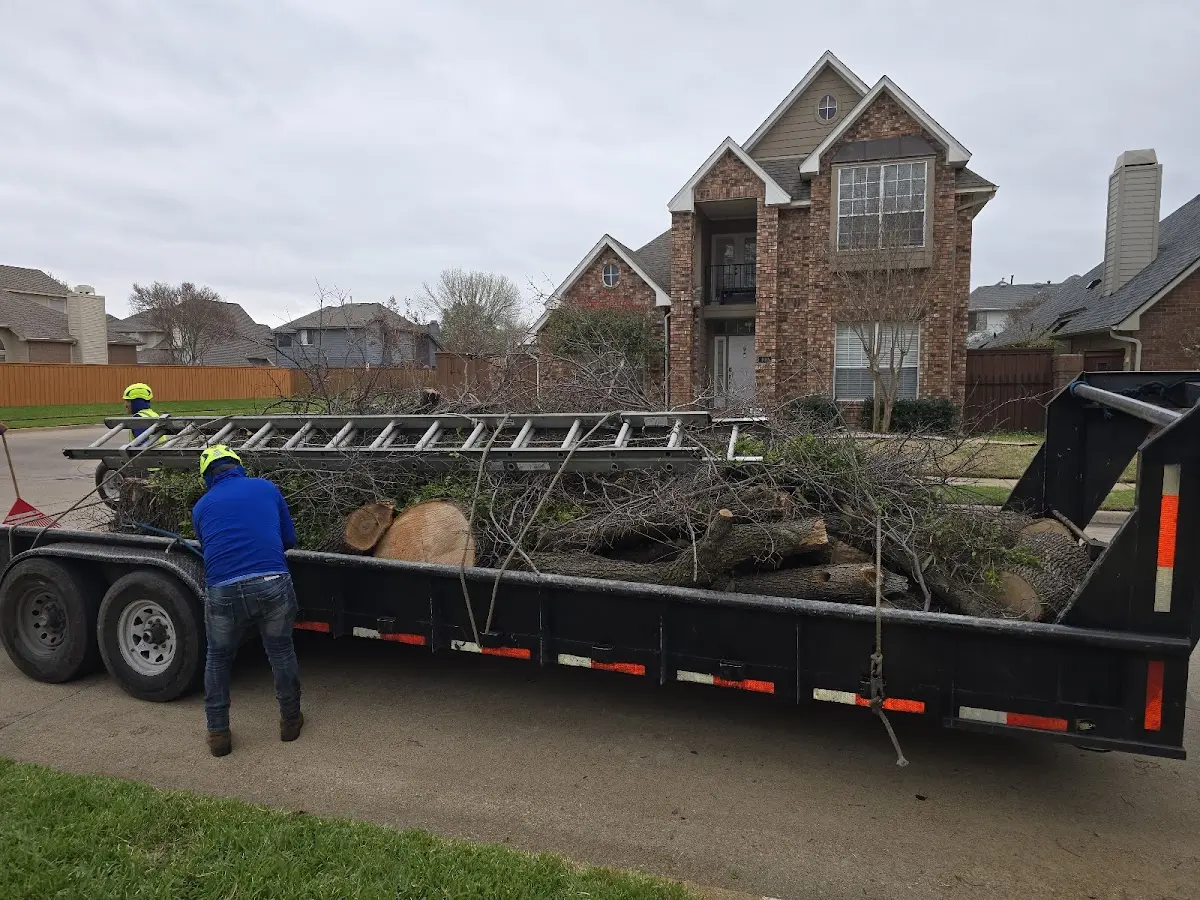 Expert Tree Removal with proper safety equipment in Canyon